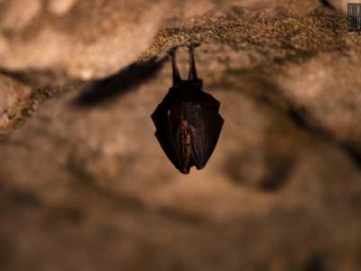 Il corridoio si chiude infine con un�ultima �stanzetta�, l� dove sul soffitto riposa un pipistrello, piccolo abitante di questa millenaria e ammaliante dimora